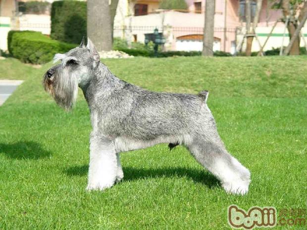 雪纳瑞犬（Schnauzer）品种介绍 第1张