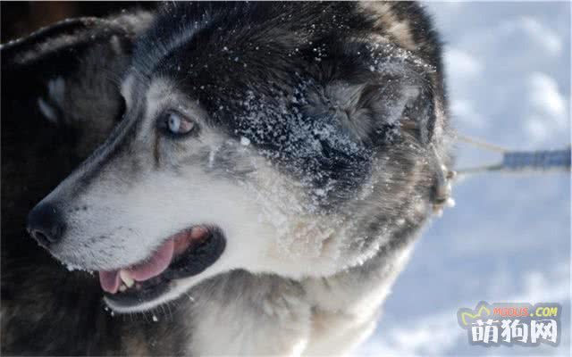 阿拉斯加雪橇犬夏季避暑法 第1张