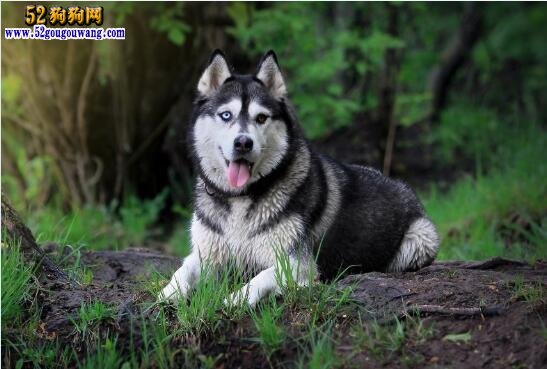 阿拉斯加犬图片：一组威武呆萌的阿拉斯加犬图片欣赏！ 第1张