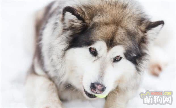 内心柔软的大个子—阿拉斯加雪橇犬 第1张