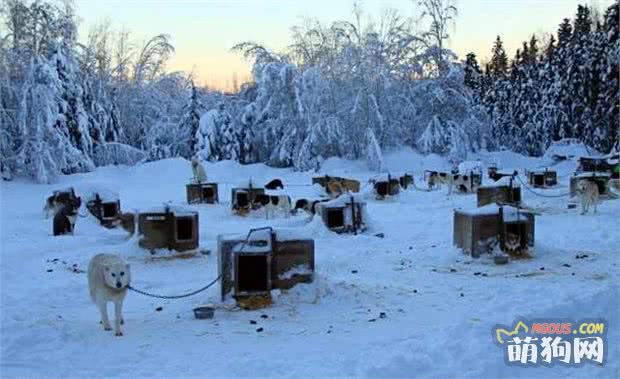 真正生活在阿拉斯加的雪橇犬，这里才是它们的乐园 第1张