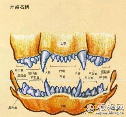 狗狗牙齿年龄图解 第1张