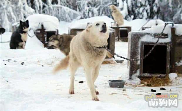 真正生活在阿拉斯加的雪橇犬，这里才是它们的乐园 第4张