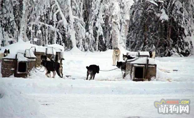 真正生活在阿拉斯加的雪橇犬，这里才是它们的乐园 第5张