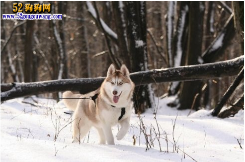 冬季如何饲养哈士奇犬 哈士奇冬天怕冷吗？ 第1张