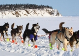 雪橇犬的起源，你知道多少呢？