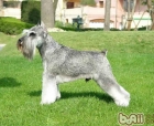 雪纳瑞犬（Schnauzer）品种介绍