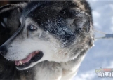 阿拉斯加雪橇犬夏季避暑法