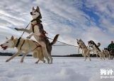 为什么说雪橇犬是“冰雪之舟”？