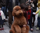 犬调教让它保持家居卫生