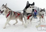 最没有攻击性的大型犬：阿拉斯加犬拉雪橇最在行