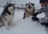 说好出来玩雪，主人却玩起了“堆雪狗”，阿拉的表情亮了