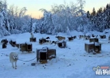 真正生活在阿拉斯加的雪橇犬，这里才是它们的乐园