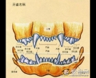 狗狗牙齿年龄图解