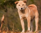 阿拉斯加犬吃什么可以让毛发变的亮