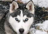 阿拉斯加雪橇犬食量 如何掌握喂食量