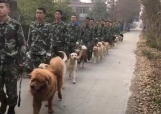 原创一群警犬正在训练，网友不淡定了：你确定，阿拉斯加也能当警犬？