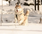 在主人最危急的時候 秋田犬猛力一拍 救了主人一命